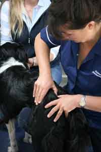 Amanda Suttons Animal Physiotherapy 264188 Image 6