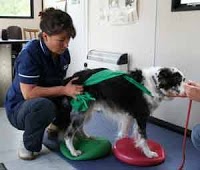 Amanda Suttons Animal Physiotherapy 264188 Image 7